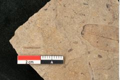 Foto (Detailansicht) von Cinnamomum scheuchzeri Heer (NHMW-GEO-2024-0188-11405)